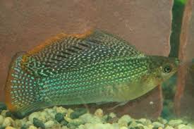 Neon Green Sailfin Molly