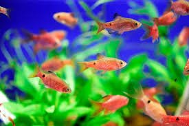 Neon Rosy Barb