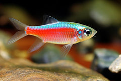 Guppy - Haritha Lazuri Red