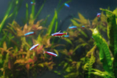 Neon Tetra Florida Large