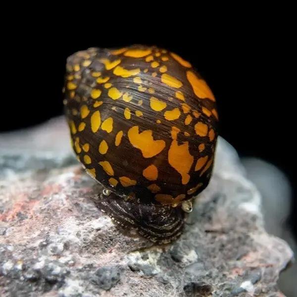 Marine Snails