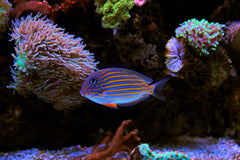Clown Lineatus Tang - Medium