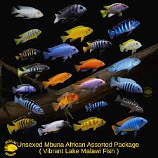 New Fish Arrival Prep Pack