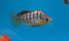 Black Bar Limia Livebearer