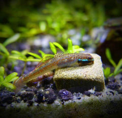 Elegant Stiphodon Goby Male