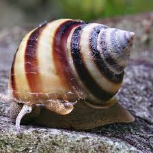 Nubby Piano Snail
