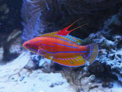 Scarlet Wrasse - Medium