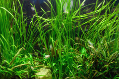 Giant Hairgrass Potted