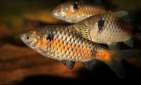 Odessa Barb