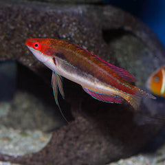 Temminck's Fairy Wrasse - Medium