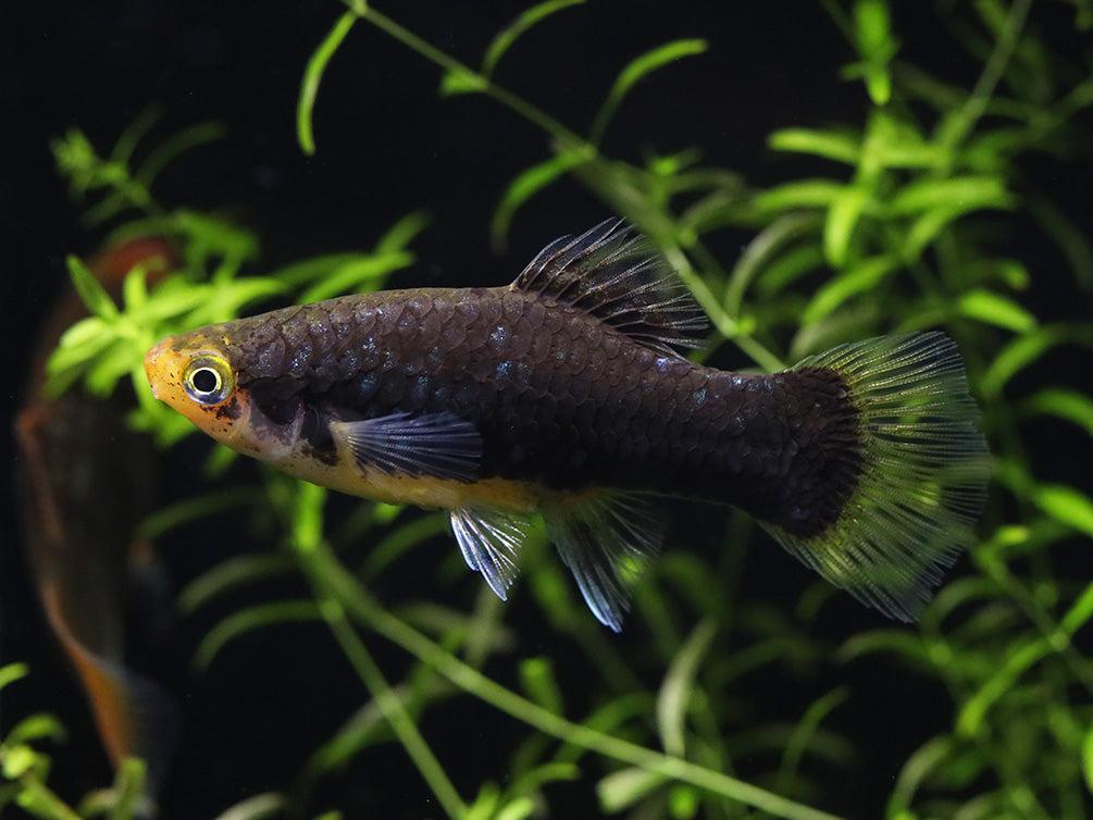 Green Lantern Platy