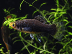 Green Lantern Platy