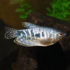 Opaline Gourami