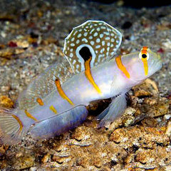 Orange Stripe Randall's Goby - Medium