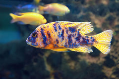 Orange Blotched Peacock Cichlid
