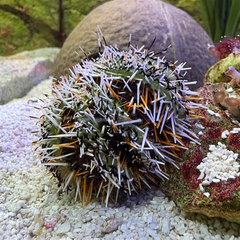 Orange Collector Urchin - Medium