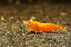 Orange Crossback Shrimp