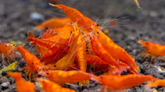 Orange Crossback Shrimp