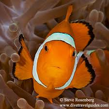 Orange Domino Ocellaris Clownfish Tank Raised - Medium