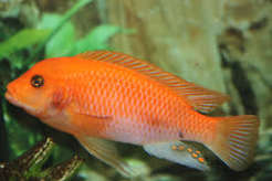 Orange Malawi Cichlid