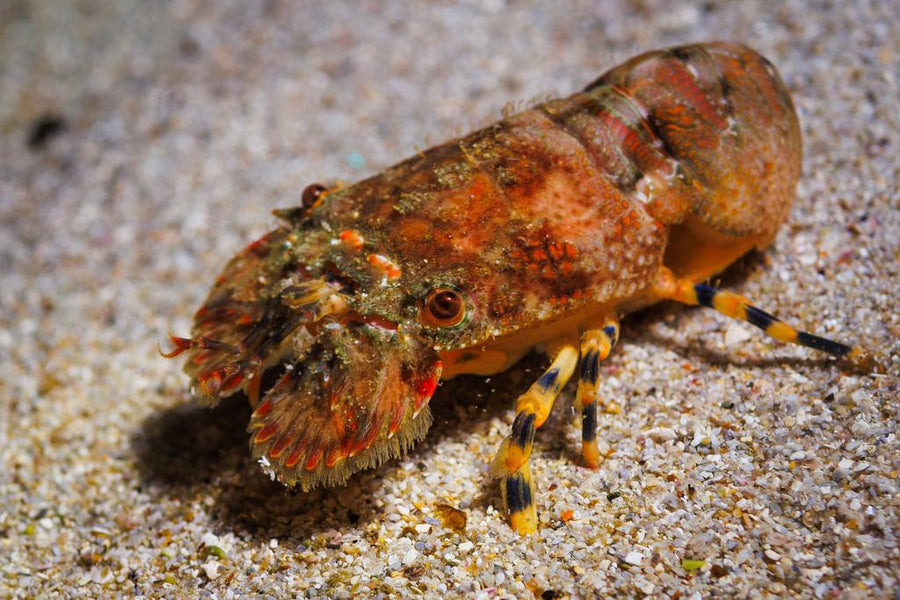 Saltwater Fish