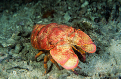 Orange Slipper Lobster - Small