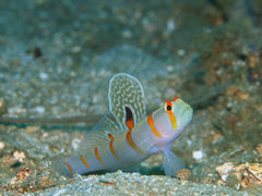 Orange Spot Prawn Goby - Medium