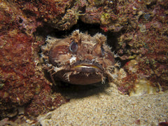 Orange Toadfish - Medium