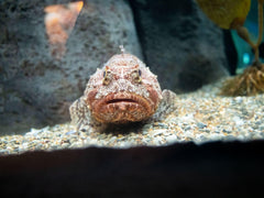 Orange Toadfish - Medium