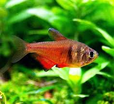 Orange Von Rio Tetra Florida