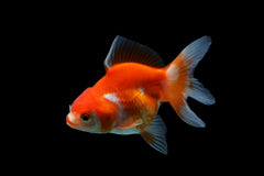 Red & White Oranda