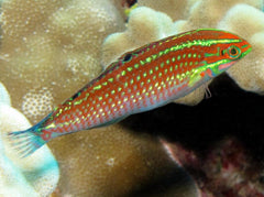 Ornate Wrasse - Small