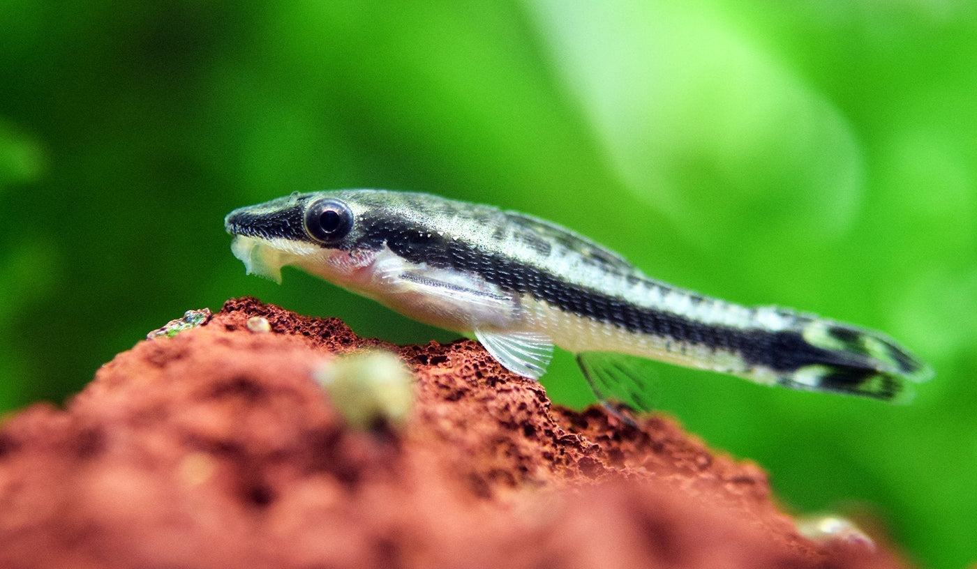 Otocinclus