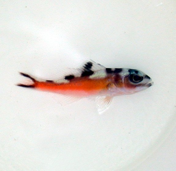 Belted Sandfish - Medium
