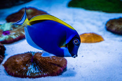 Powder Blue Tang - Medium