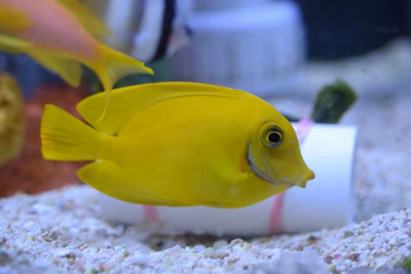 Yellow Mimic Tang - Small