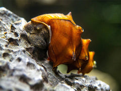 Pagoda Snail