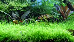 Sagittaria Subulata