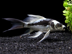 Panda Butterfly Koi 4-5"