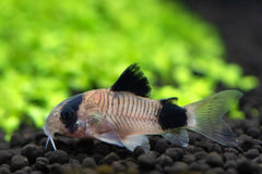 Panda Corydoras