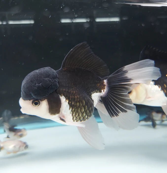 Panda Oranda