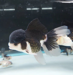 Panda Oranda