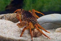 Panther Crab