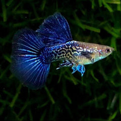 Guppy - Violet Blue