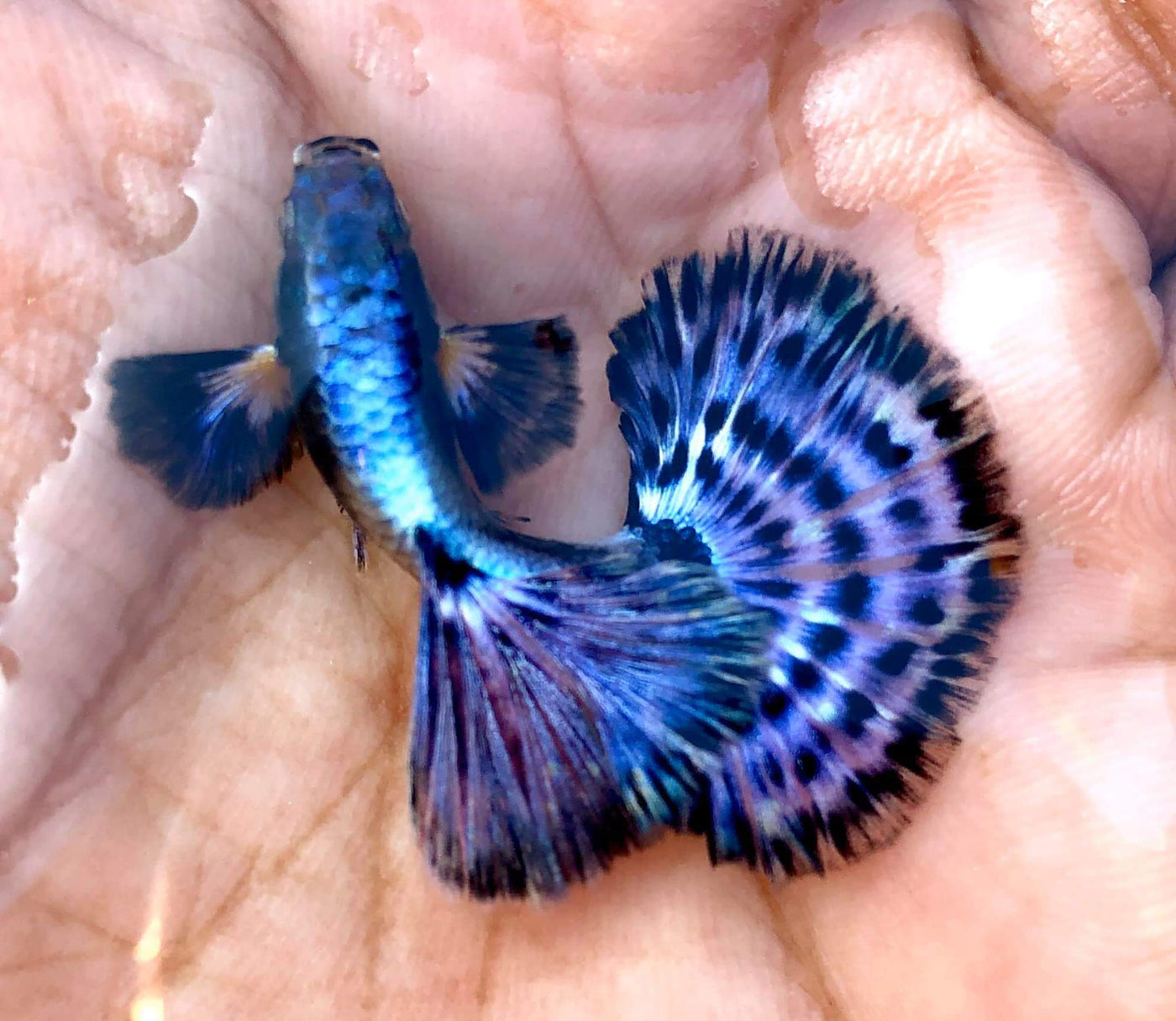 Purple Varigated Dumbo Male Guppy