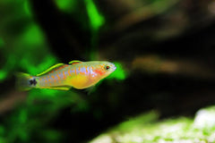 Guppy - Haritha Golden Prince