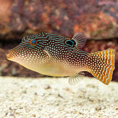 Peacock Puffer Pearl Toby