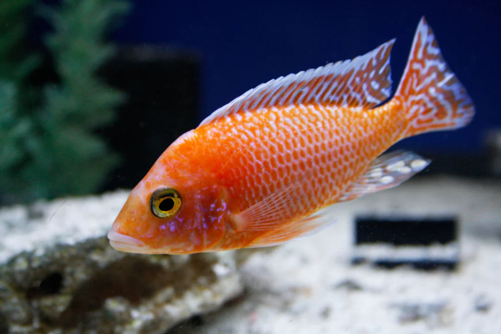 Strawberry OB Peacock Albino