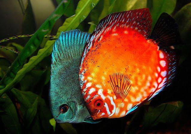 Pearl Cobalt Blood Discus