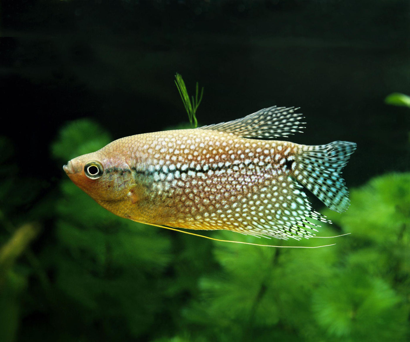 Pearl Leeri Gourami